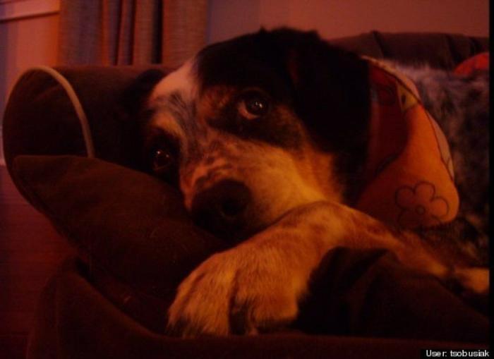 ¿Qué hacen un tigre o un león si les dejas una caja de cartón? El mejor vídeo de bichinos de la semana (VÍDEO)