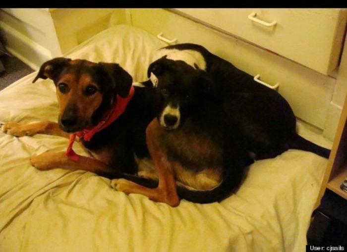 ¿Qué hacen un tigre o un león si les dejas una caja de cartón? El mejor vídeo de bichinos de la semana (VÍDEO)