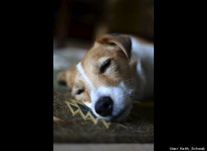 ¿Qué hacen un tigre o un león si les dejas una caja de cartón? El mejor vídeo de bichinos de la semana (VÍDEO)