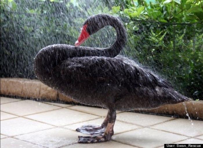 ¿Qué hacen un tigre o un león si les dejas una caja de cartón? El mejor vídeo de bichinos de la semana (VÍDEO)