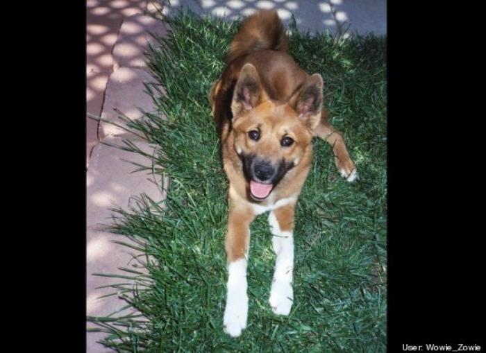¿Qué hacen un tigre o un león si les dejas una caja de cartón? El mejor vídeo de bichinos de la semana (VÍDEO)
