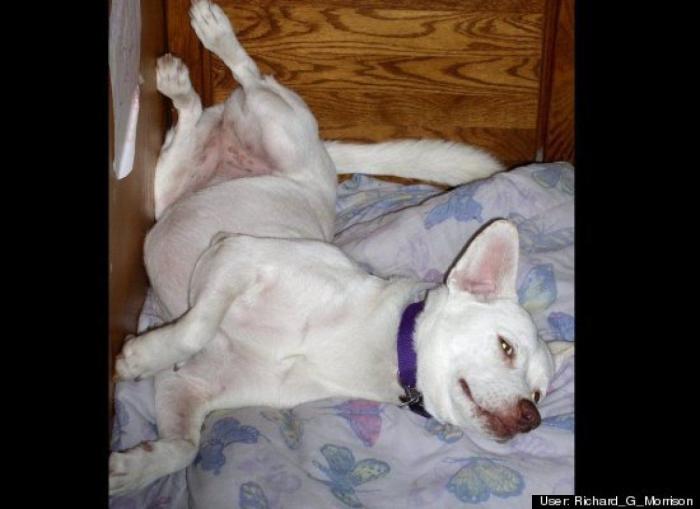 ¿Qué hacen un tigre o un león si les dejas una caja de cartón? El mejor vídeo de bichinos de la semana (VÍDEO)