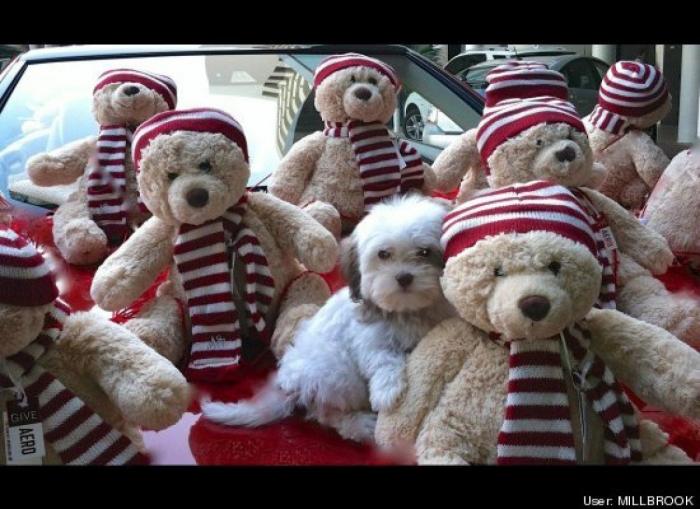 ¿Qué hacen un tigre o un león si les dejas una caja de cartón? El mejor vídeo de bichinos de la semana (VÍDEO)