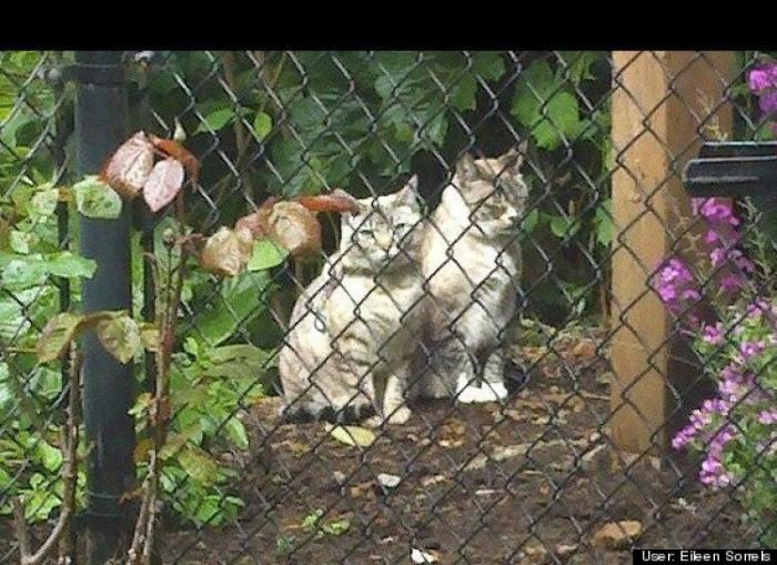 ¿Qué hacen un tigre o un león si les dejas una caja de cartón? El mejor vídeo de bichinos de la semana (VÍDEO)