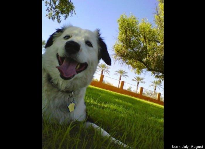 ¿Qué hacen un tigre o un león si les dejas una caja de cartón? El mejor vídeo de bichinos de la semana (VÍDEO)