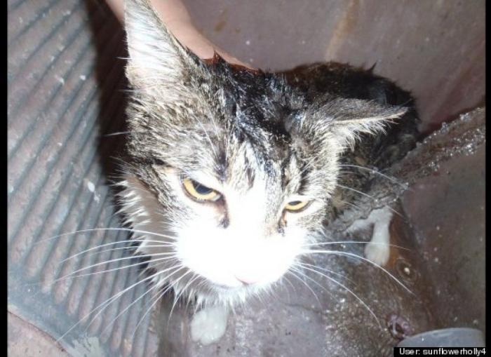 ¿Qué hacen un tigre o un león si les dejas una caja de cartón? El mejor vídeo de bichinos de la semana (VÍDEO)