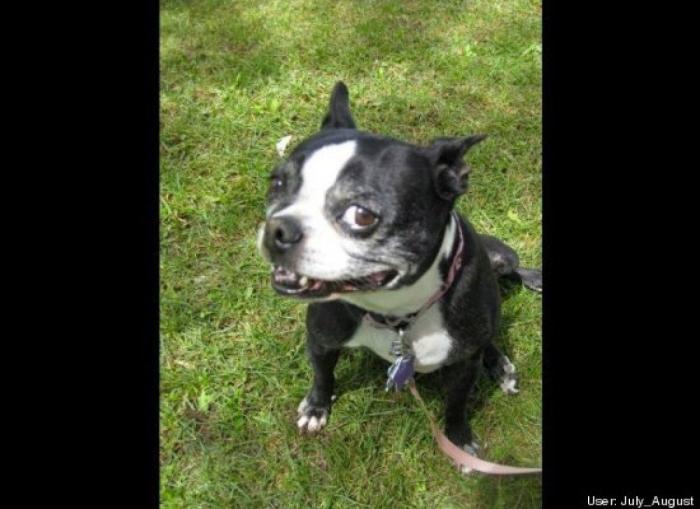 ¿Qué hacen un tigre o un león si les dejas una caja de cartón? El mejor vídeo de bichinos de la semana (VÍDEO)