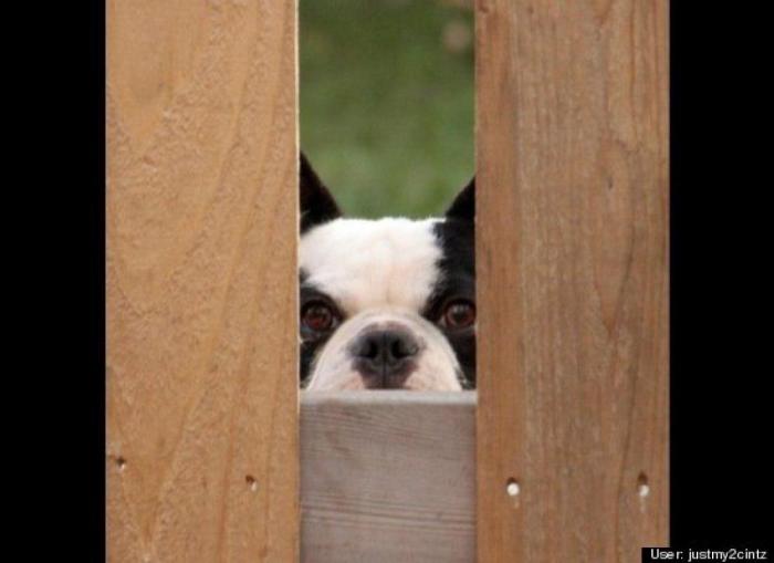 ¿Qué hacen un tigre o un león si les dejas una caja de cartón? El mejor vídeo de bichinos de la semana (VÍDEO)