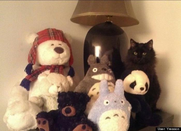 ¿Qué hacen un tigre o un león si les dejas una caja de cartón? El mejor vídeo de bichinos de la semana (VÍDEO)