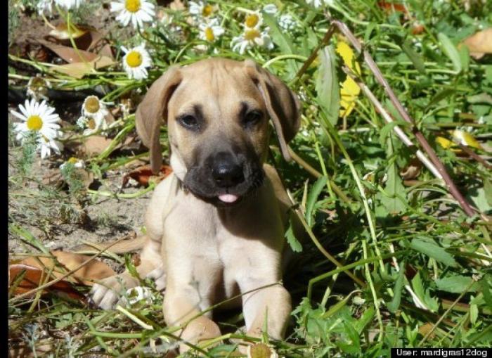 ¿Qué hacen un tigre o un león si les dejas una caja de cartón? El mejor vídeo de bichinos de la semana (VÍDEO)
