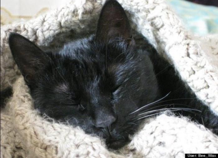 ¿Qué hacen un tigre o un león si les dejas una caja de cartón? El mejor vídeo de bichinos de la semana (VÍDEO)