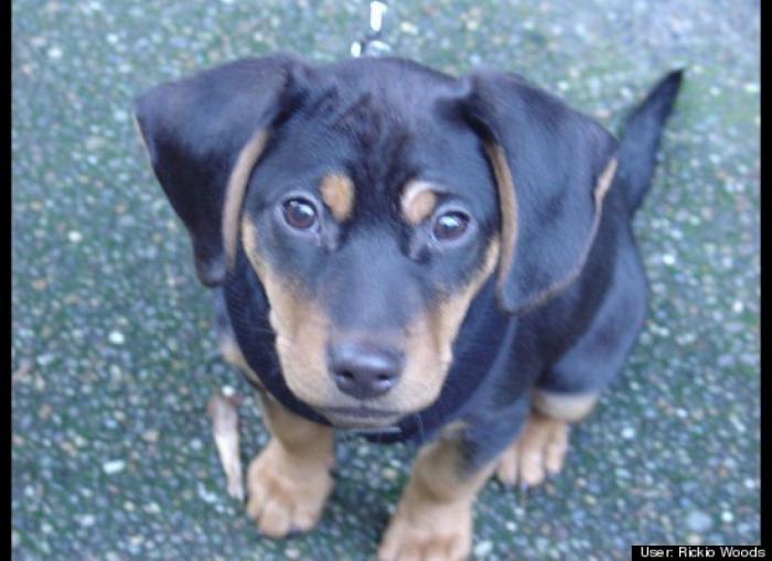 ¿Qué hacen un tigre o un león si les dejas una caja de cartón? El mejor vídeo de bichinos de la semana (VÍDEO)