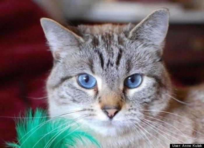 ¿Qué hacen un tigre o un león si les dejas una caja de cartón? El mejor vídeo de bichinos de la semana (VÍDEO)