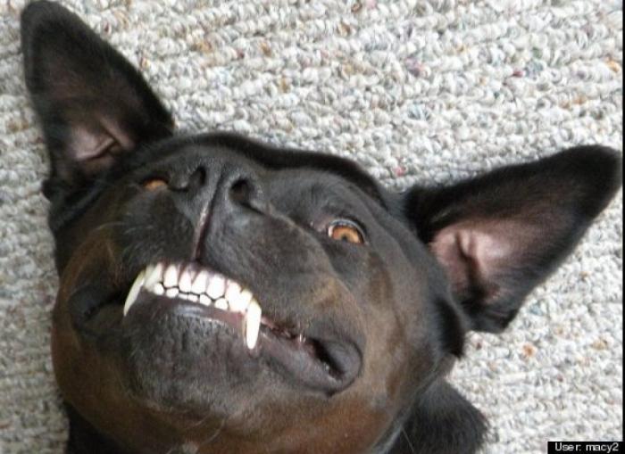 ¿Qué hacen un tigre o un león si les dejas una caja de cartón? El mejor vídeo de bichinos de la semana (VÍDEO)