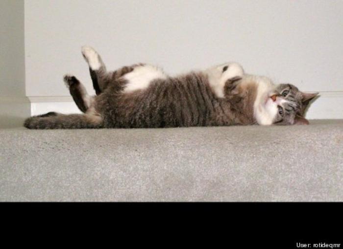 ¿Qué hacen un tigre o un león si les dejas una caja de cartón? El mejor vídeo de bichinos de la semana (VÍDEO)