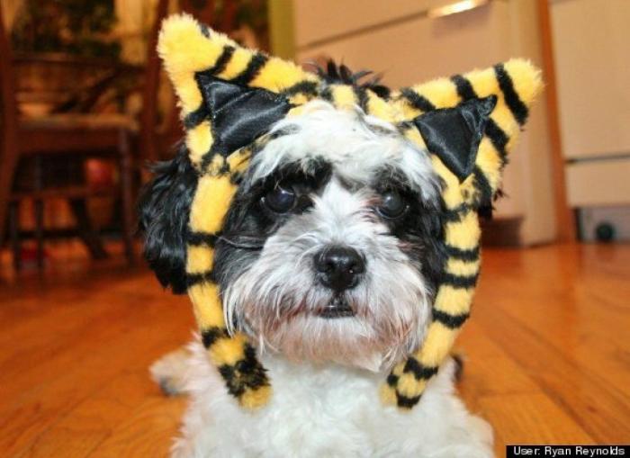 ¿Qué hacen un tigre o un león si les dejas una caja de cartón? El mejor vídeo de bichinos de la semana (VÍDEO)