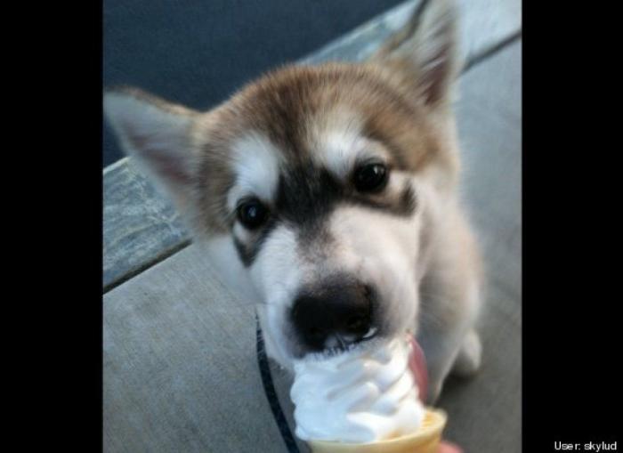 ¿Qué hacen un tigre o un león si les dejas una caja de cartón? El mejor vídeo de bichinos de la semana (VÍDEO)