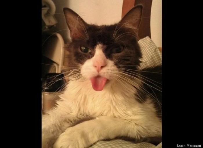 ¿Qué hacen un tigre o un león si les dejas una caja de cartón? El mejor vídeo de bichinos de la semana (VÍDEO)