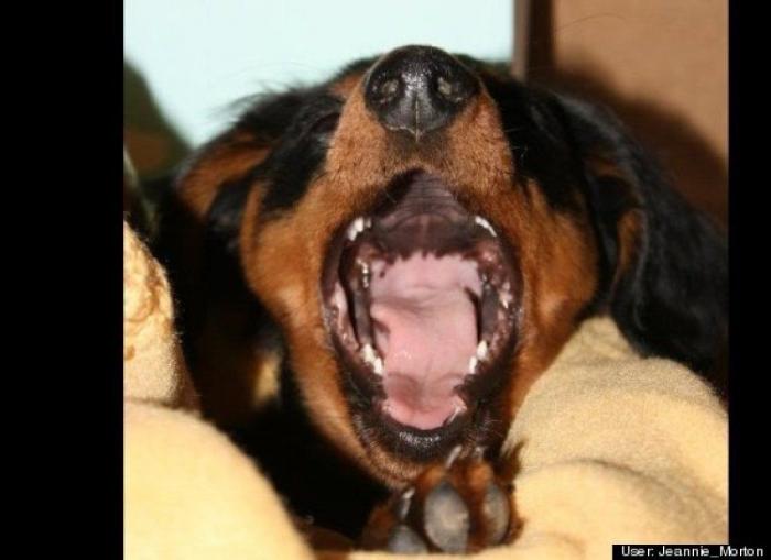 ¿Qué hacen un tigre o un león si les dejas una caja de cartón? El mejor vídeo de bichinos de la semana (VÍDEO)