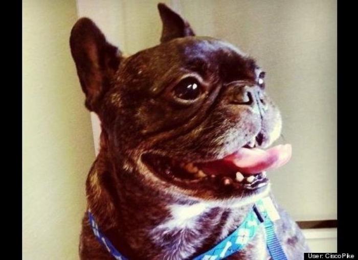 ¿Qué hacen un tigre o un león si les dejas una caja de cartón? El mejor vídeo de bichinos de la semana (VÍDEO)