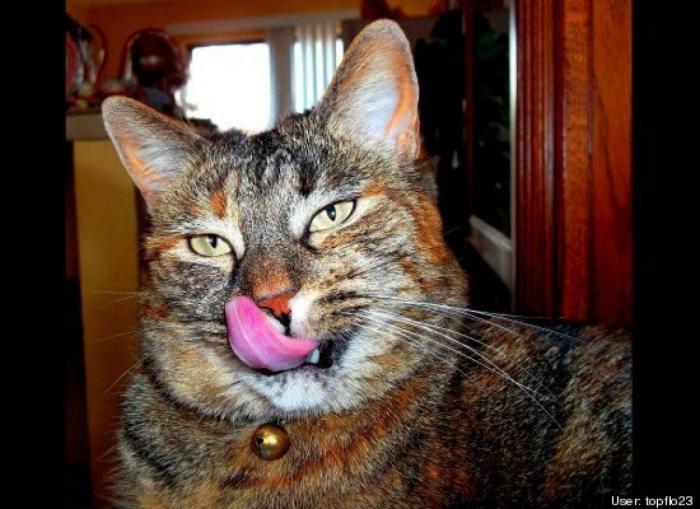 ¿Qué hacen un tigre o un león si les dejas una caja de cartón? El mejor vídeo de bichinos de la semana (VÍDEO)