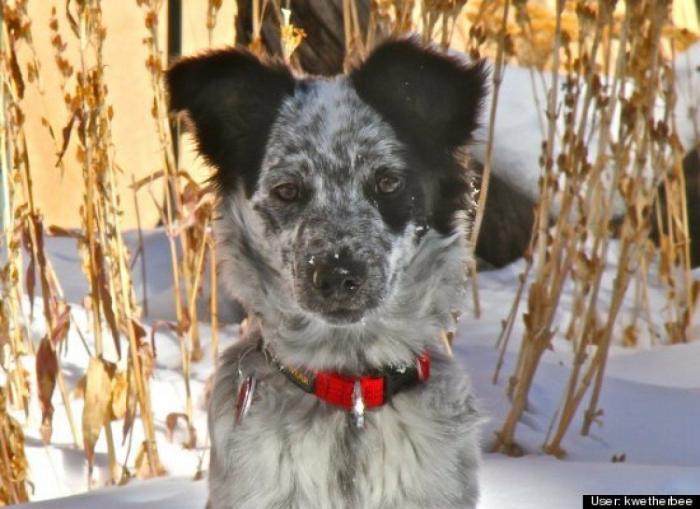 ¿Qué hacen un tigre o un león si les dejas una caja de cartón? El mejor vídeo de bichinos de la semana (VÍDEO)
