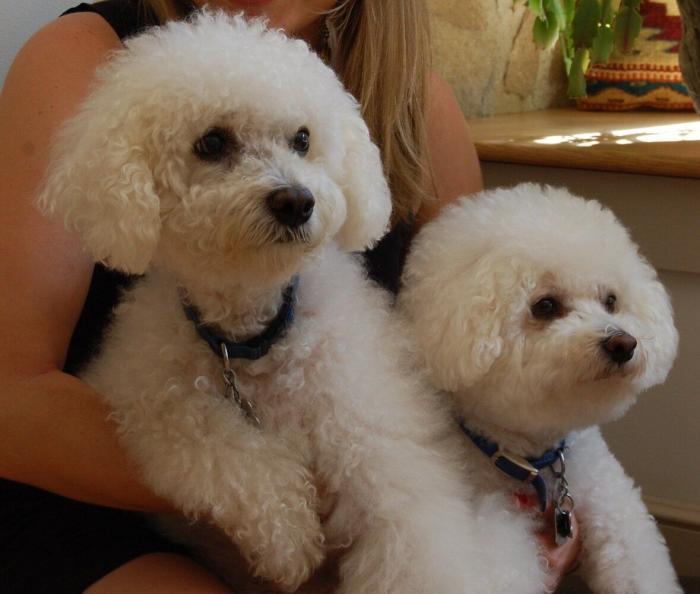 ¿Qué hacen un tigre o un león si les dejas una caja de cartón? El mejor vídeo de bichinos de la semana (VÍDEO)