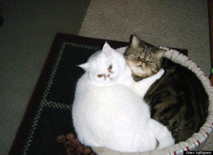 ¿Qué hacen un tigre o un león si les dejas una caja de cartón? El mejor vídeo de bichinos de la semana (VÍDEO)