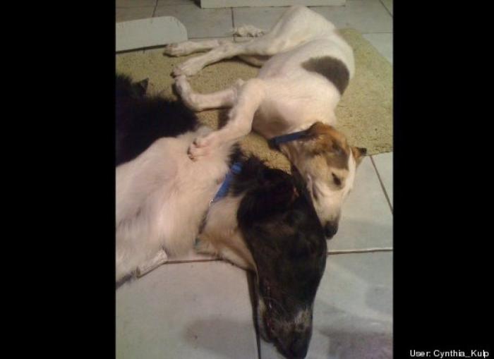 ¿Qué hacen un tigre o un león si les dejas una caja de cartón? El mejor vídeo de bichinos de la semana (VÍDEO)