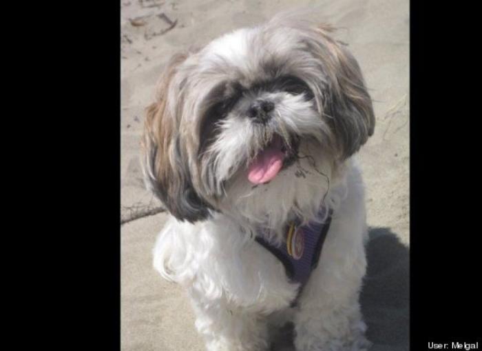 ¿Qué hacen un tigre o un león si les dejas una caja de cartón? El mejor vídeo de bichinos de la semana (VÍDEO)