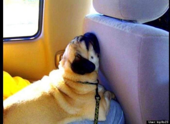 ¿Qué hacen un tigre o un león si les dejas una caja de cartón? El mejor vídeo de bichinos de la semana (VÍDEO)