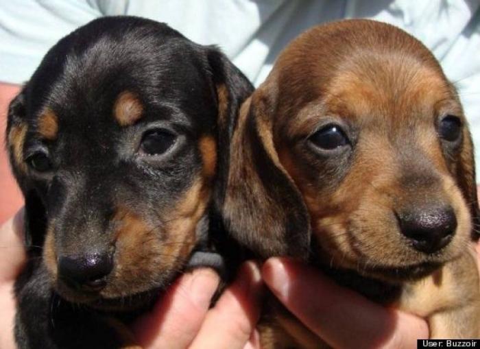 ¿Qué hacen un tigre o un león si les dejas una caja de cartón? El mejor vídeo de bichinos de la semana (VÍDEO)