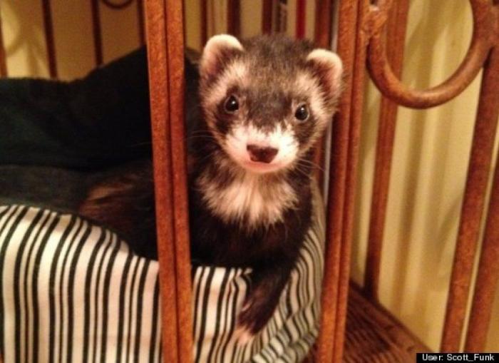 ¿Qué hacen un tigre o un león si les dejas una caja de cartón? El mejor vídeo de bichinos de la semana (VÍDEO)