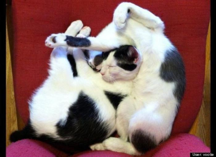 ¿Qué hacen un tigre o un león si les dejas una caja de cartón? El mejor vídeo de bichinos de la semana (VÍDEO)