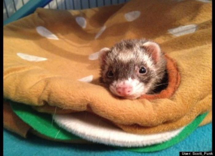 ¿Qué hacen un tigre o un león si les dejas una caja de cartón? El mejor vídeo de bichinos de la semana (VÍDEO)