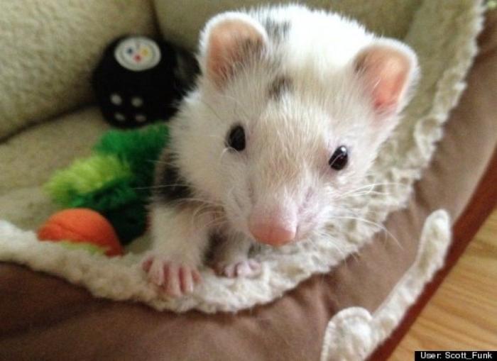 ¿Qué hacen un tigre o un león si les dejas una caja de cartón? El mejor vídeo de bichinos de la semana (VÍDEO)