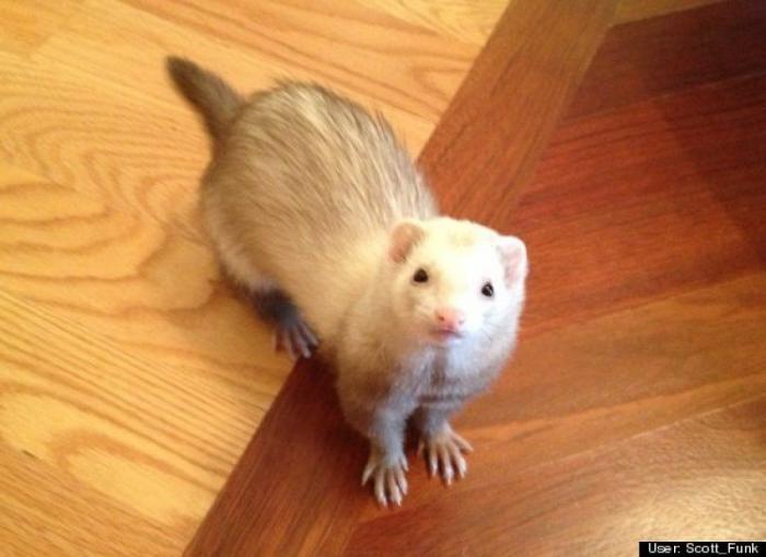 ¿Qué hacen un tigre o un león si les dejas una caja de cartón? El mejor vídeo de bichinos de la semana (VÍDEO)