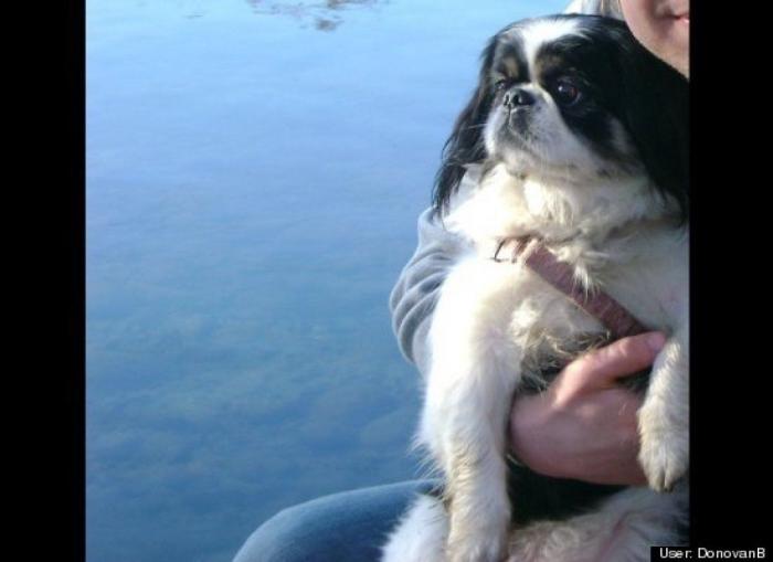 ¿Qué hacen un tigre o un león si les dejas una caja de cartón? El mejor vídeo de bichinos de la semana (VÍDEO)