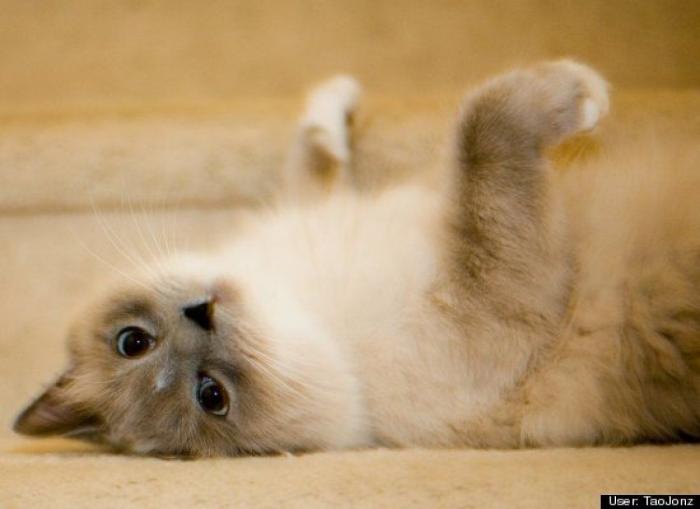 ¿Qué hacen un tigre o un león si les dejas una caja de cartón? El mejor vídeo de bichinos de la semana (VÍDEO)