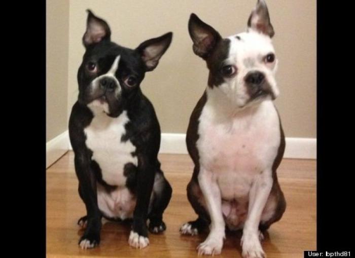 ¿Qué hacen un tigre o un león si les dejas una caja de cartón? El mejor vídeo de bichinos de la semana (VÍDEO)