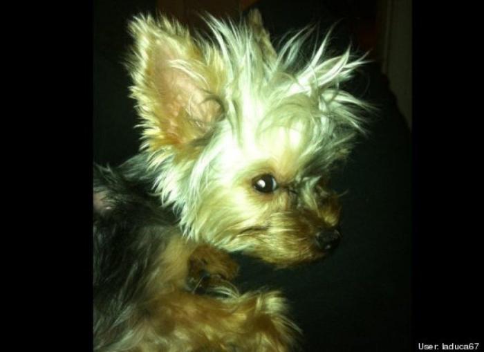 ¿Qué hacen un tigre o un león si les dejas una caja de cartón? El mejor vídeo de bichinos de la semana (VÍDEO)