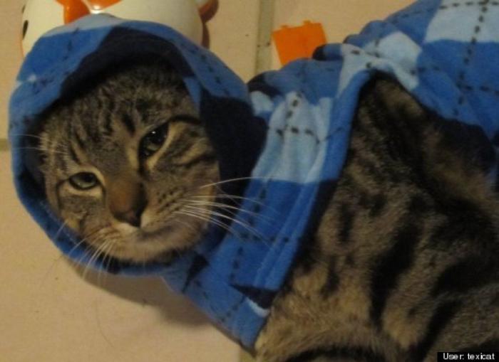 ¿Qué hacen un tigre o un león si les dejas una caja de cartón? El mejor vídeo de bichinos de la semana (VÍDEO)