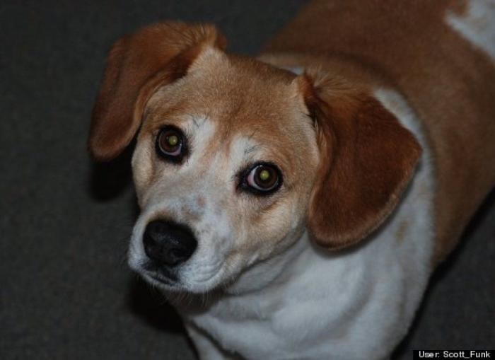 ¿Qué hacen un tigre o un león si les dejas una caja de cartón? El mejor vídeo de bichinos de la semana (VÍDEO)