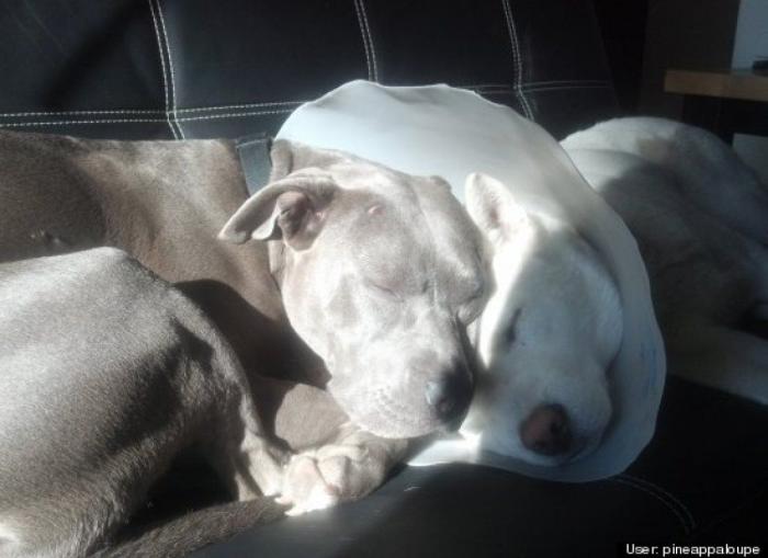 ¿Qué hacen un tigre o un león si les dejas una caja de cartón? El mejor vídeo de bichinos de la semana (VÍDEO)