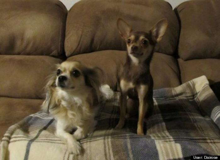 ¿Qué hacen un tigre o un león si les dejas una caja de cartón? El mejor vídeo de bichinos de la semana (VÍDEO)