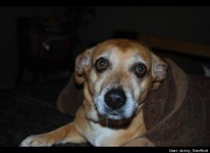 ¿Qué hacen un tigre o un león si les dejas una caja de cartón? El mejor vídeo de bichinos de la semana (VÍDEO)