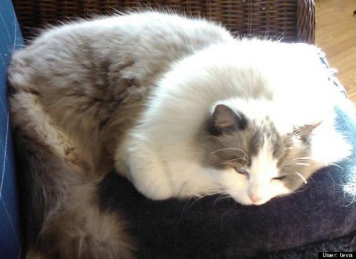 ¿Qué hacen un tigre o un león si les dejas una caja de cartón? El mejor vídeo de bichinos de la semana (VÍDEO)