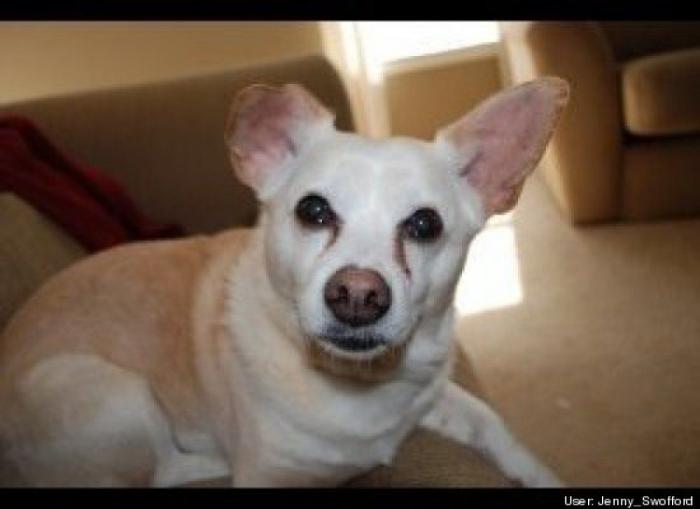 ¿Qué hacen un tigre o un león si les dejas una caja de cartón? El mejor vídeo de bichinos de la semana (VÍDEO)