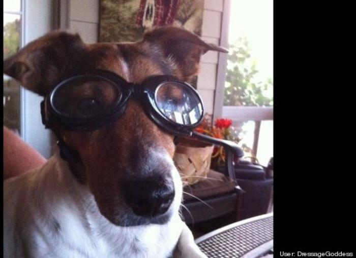 ¿Qué hacen un tigre o un león si les dejas una caja de cartón? El mejor vídeo de bichinos de la semana (VÍDEO)