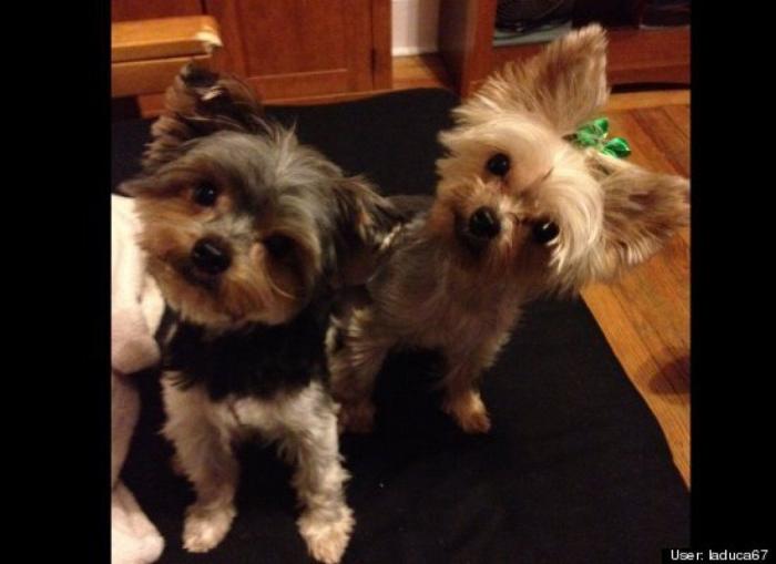 ¿Qué hacen un tigre o un león si les dejas una caja de cartón? El mejor vídeo de bichinos de la semana (VÍDEO)